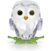 Baby Owl