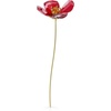 Red Poppy
