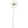 Hellebore